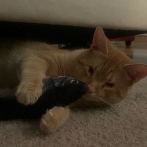 Meet your Posher, Max